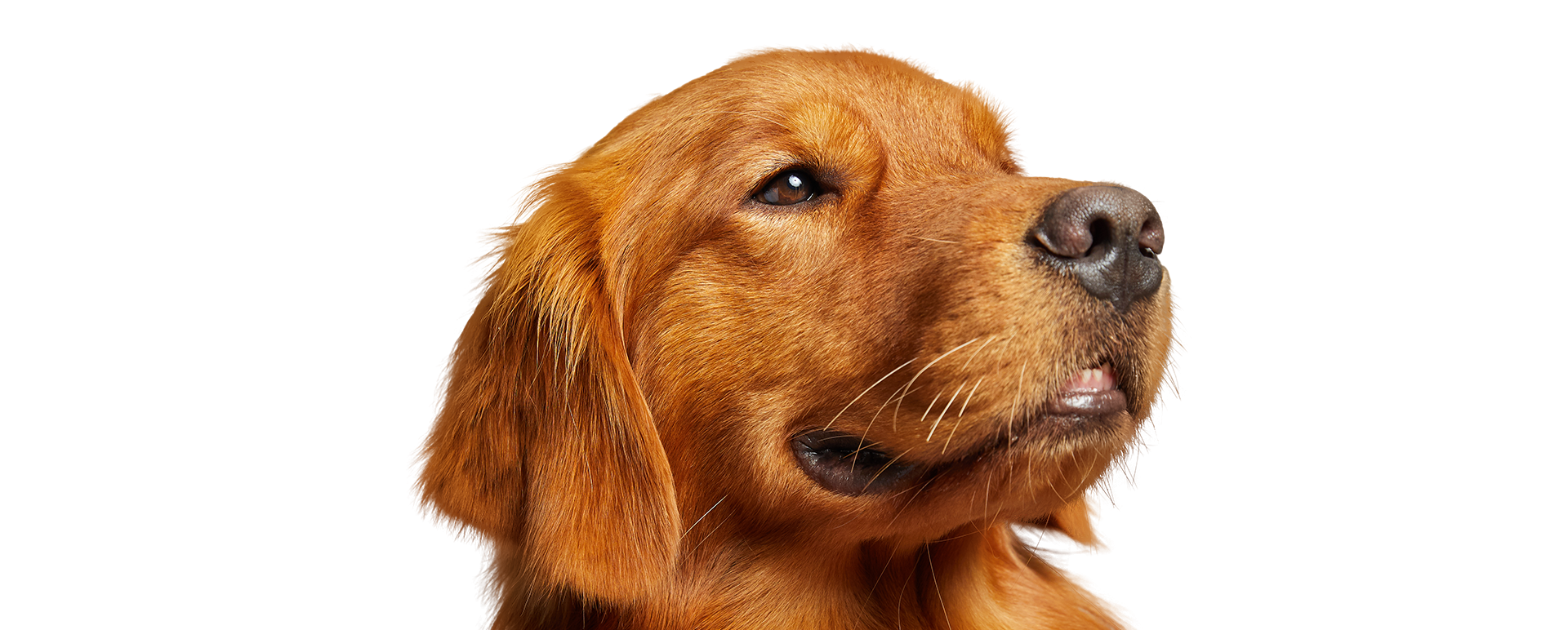 Headshot of a golden retriever dog on a transparent background