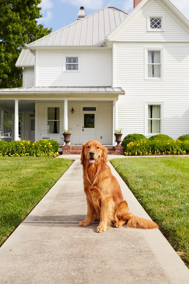 A golden retriever in front of a farmhouse