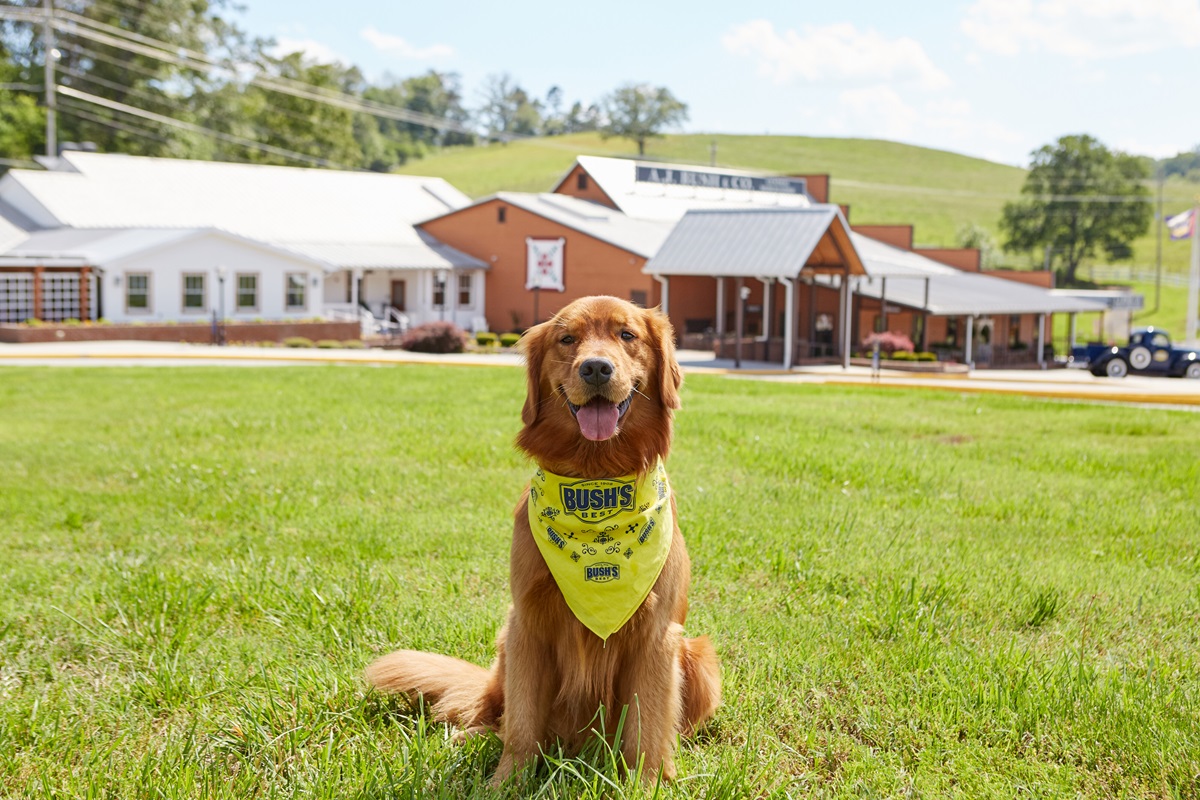 Golden Retriever sitting on grass in front of buildings