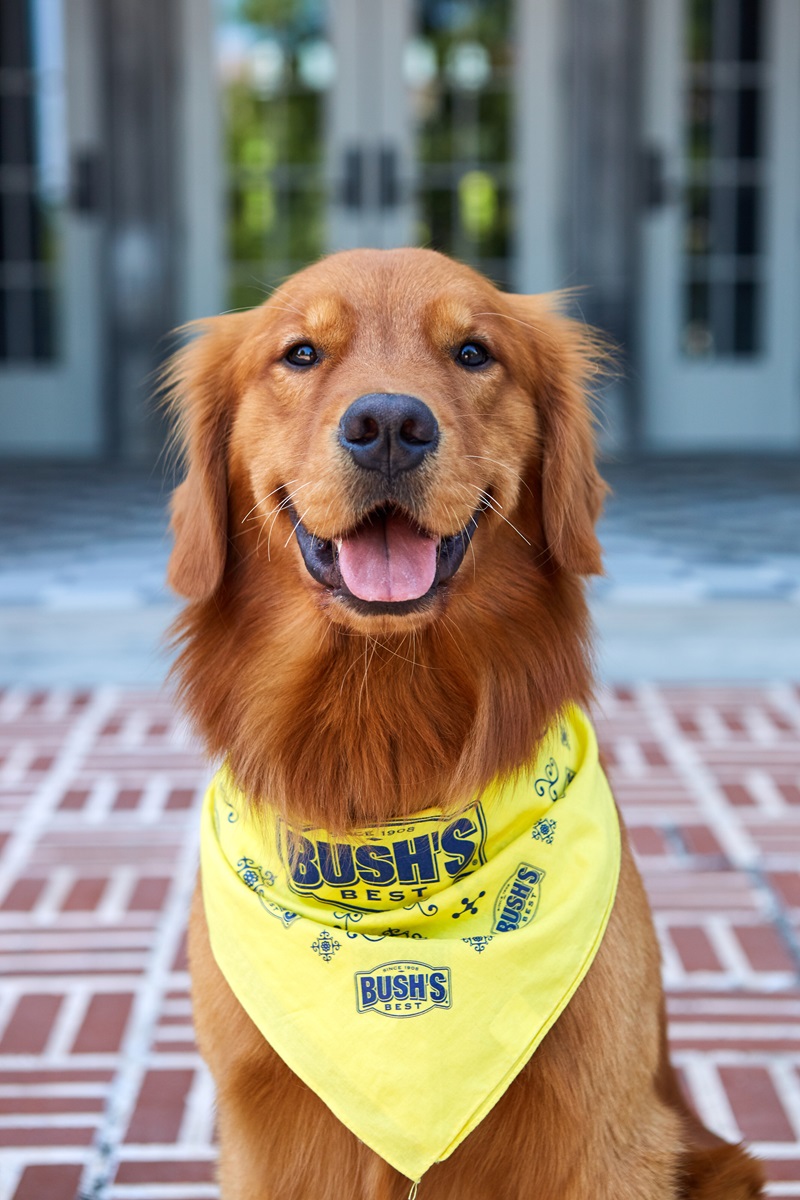 A golden retriever wearing a bandana