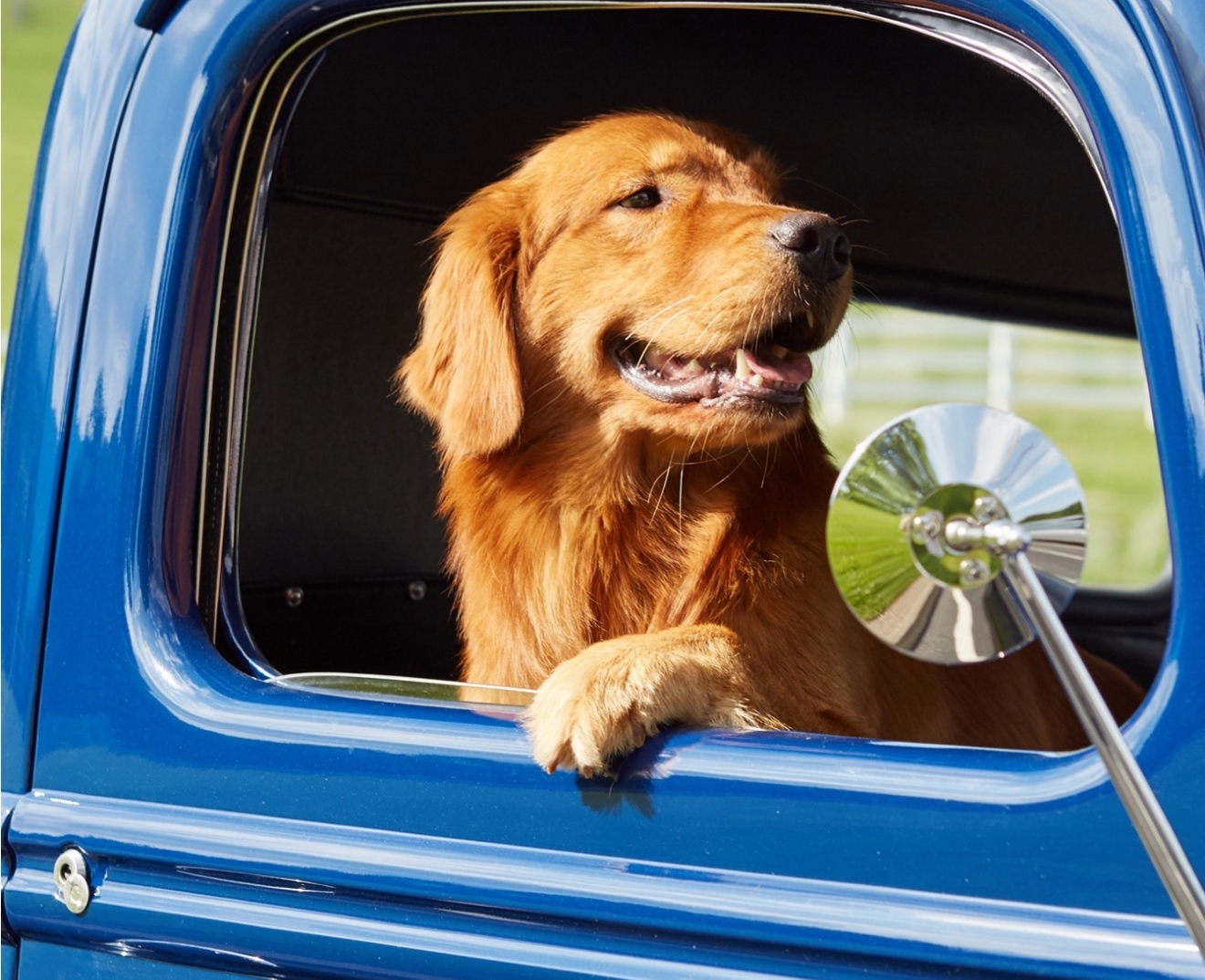 Golden retriever sticking it's head out the window of a blue truck.
