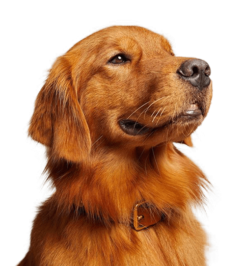 Duke the Dog